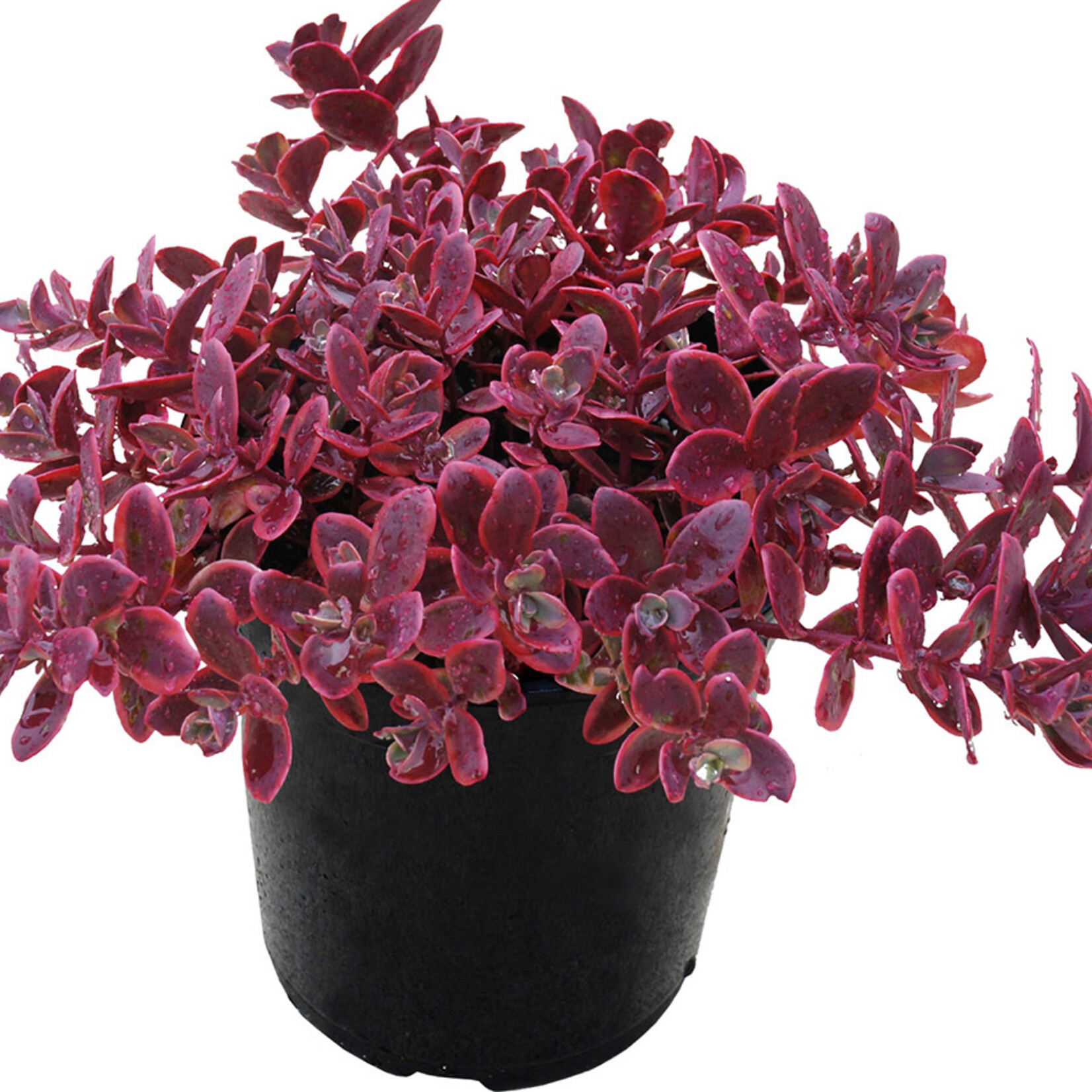 Sedum, Sunsparkler Wildfire 3 in