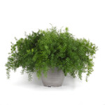 Fern, Asparagus Sprengeri Fuzzy Fern 4 in