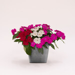 Sunpatiens, Assorted 4 in