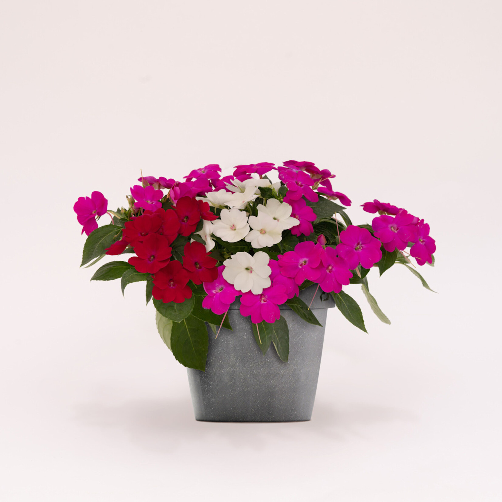 Sunpatiens, Assorted 4 in