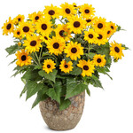 Helianthus, Suncredible Yellow 1G