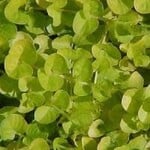 Lysimachia, Nummularia Green 4 in