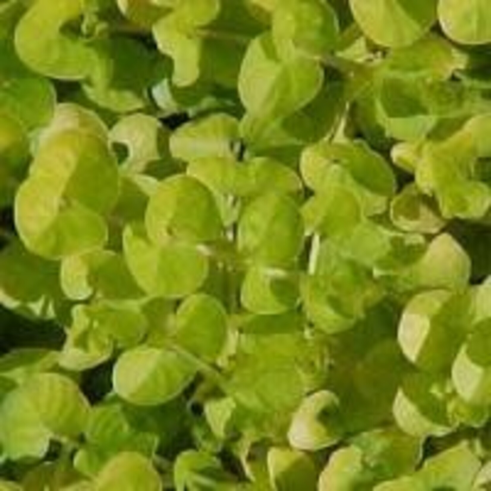 Lysimachia, Nummularia Green 4 in