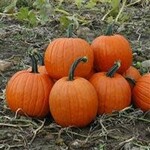 Pumpkin, Magic Lantern 4 in