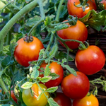Tomato, Cherry Blast 4 in