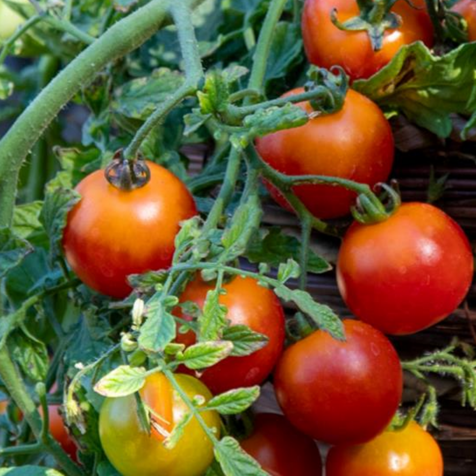 Tomato, Cherry Blast 4 in