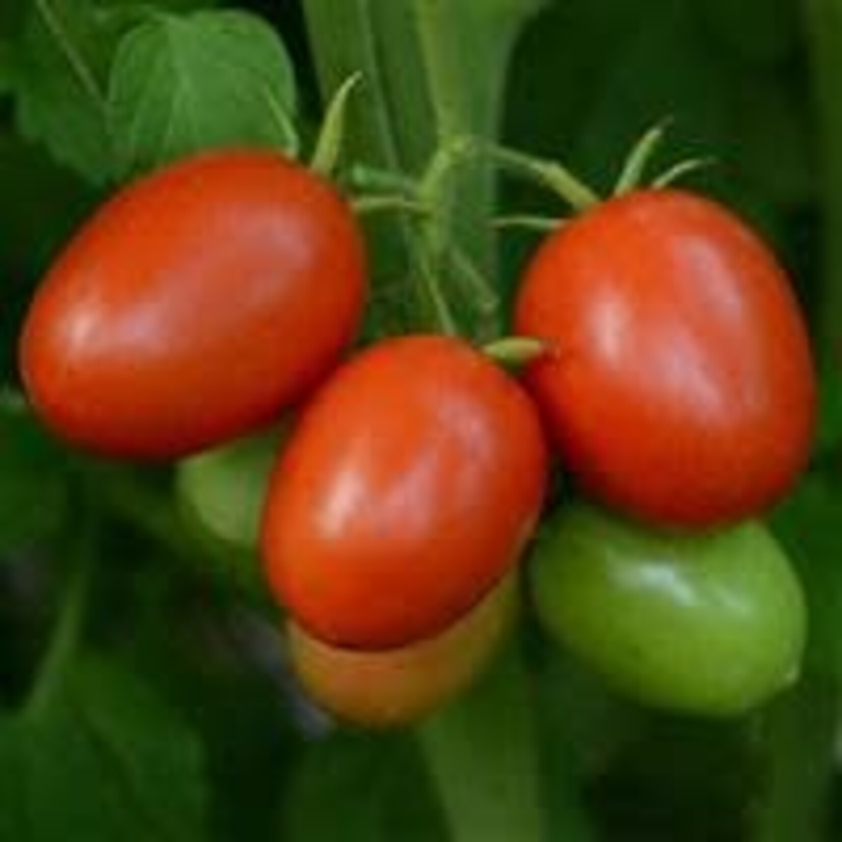 Tomato, Little Napoli 4 in