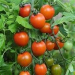 Tomato, Orange Zinger 4 in