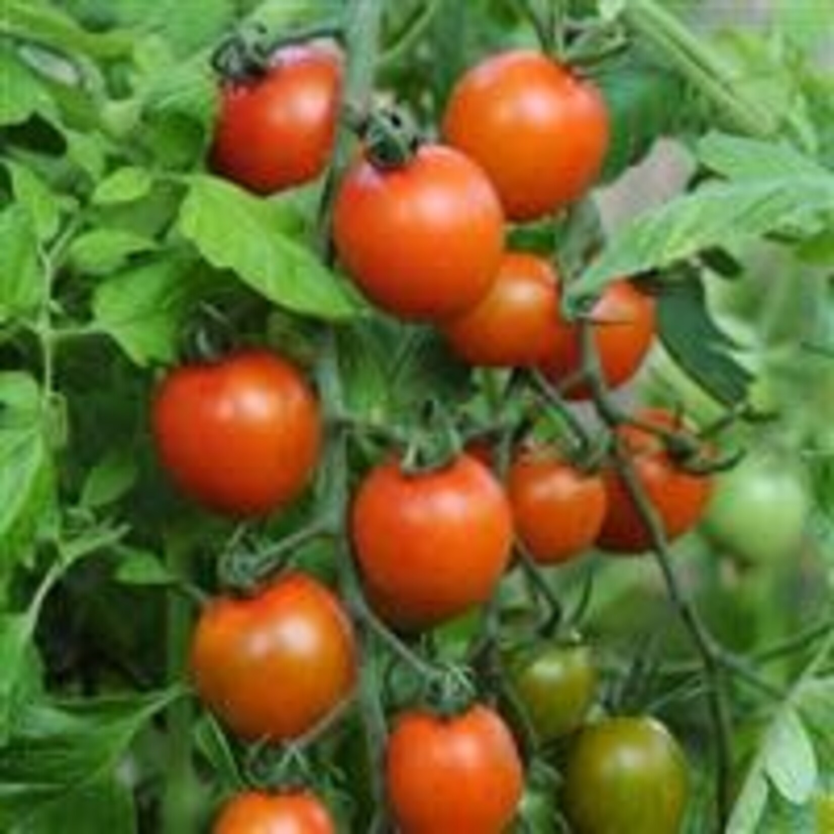 Tomato, Orange Zinger 4 in