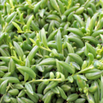 Senecio, String of Bananas 3 in