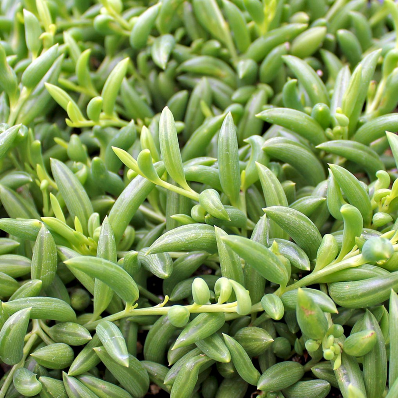 Senecio, String of Bananas 3 in