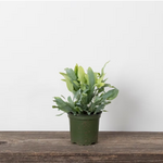 Fern, Blue Star, 4 in