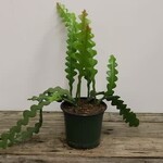 Cactus, Fishbone 8 HB