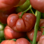 Tomato, Big Brandy 4 in
