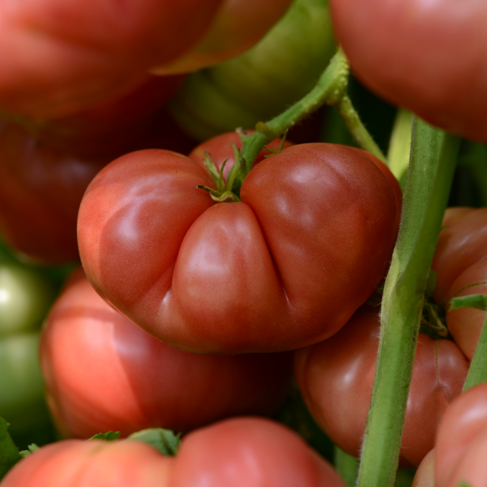 Tomato, Big Brandy 4 in