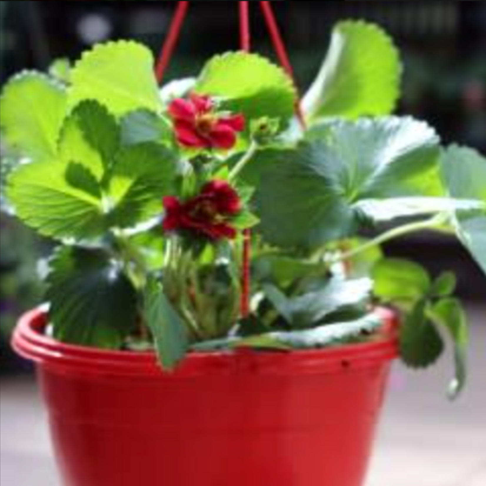 Basket, Hanging Strawberry Asst 12 in