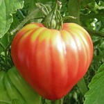 Tomato, Oxheart Palpitation 1G