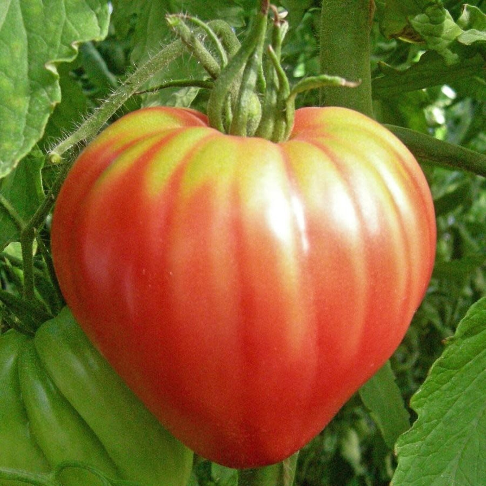 Tomato, Oxheart Palpitation 1G
