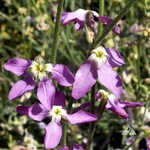 Stock, Evening Scented 4 in