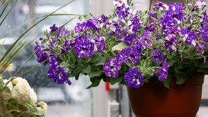 Keep 'Em Blooming