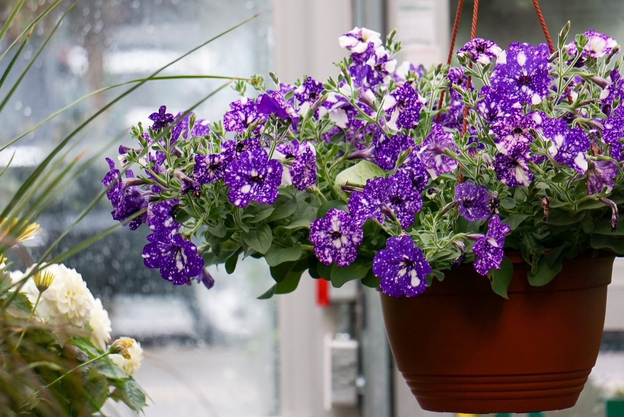 Keep 'Em Blooming