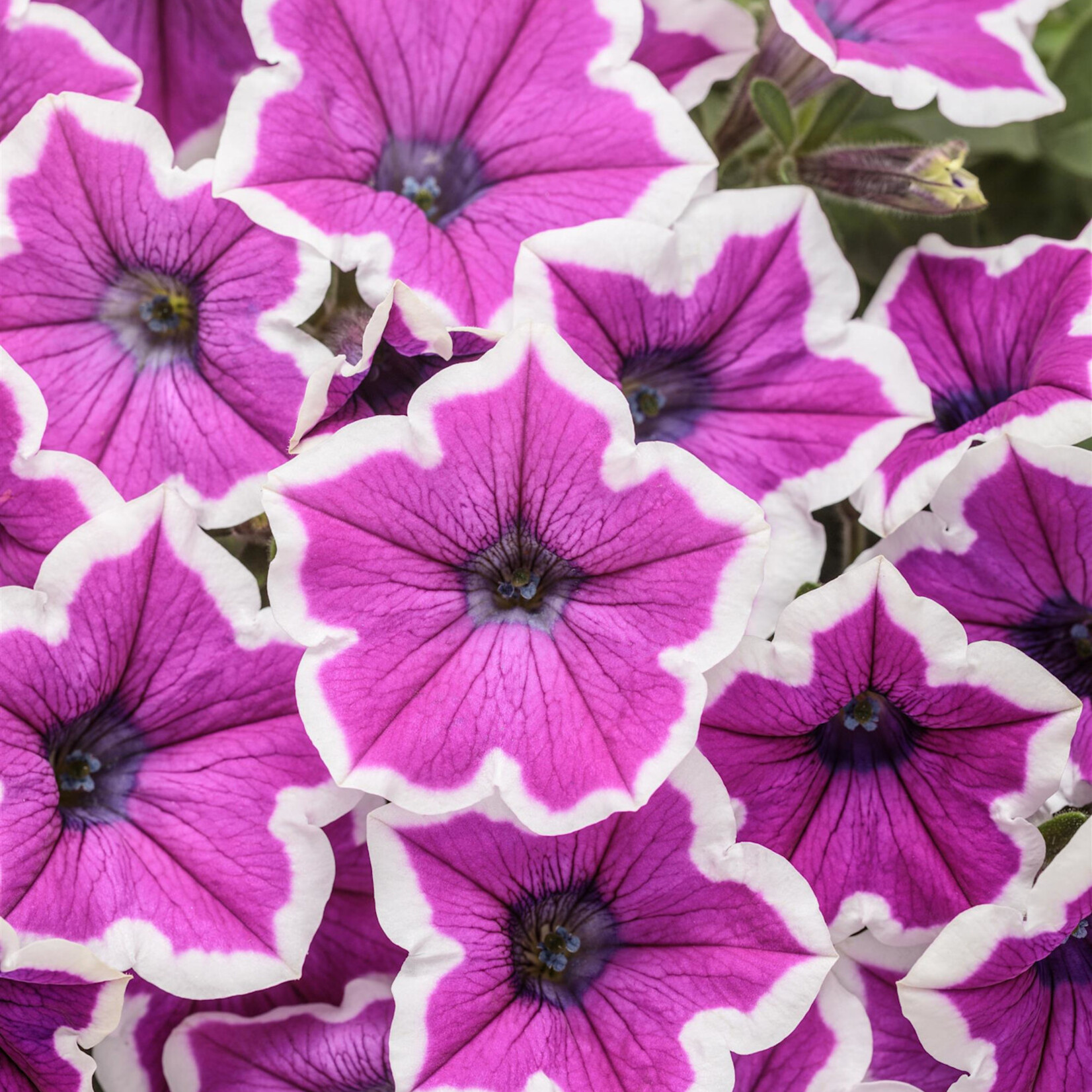 Petunia, Supertunia Hoopla Vivid Orchid 1G