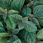 Plectranthus, Nico 4 in