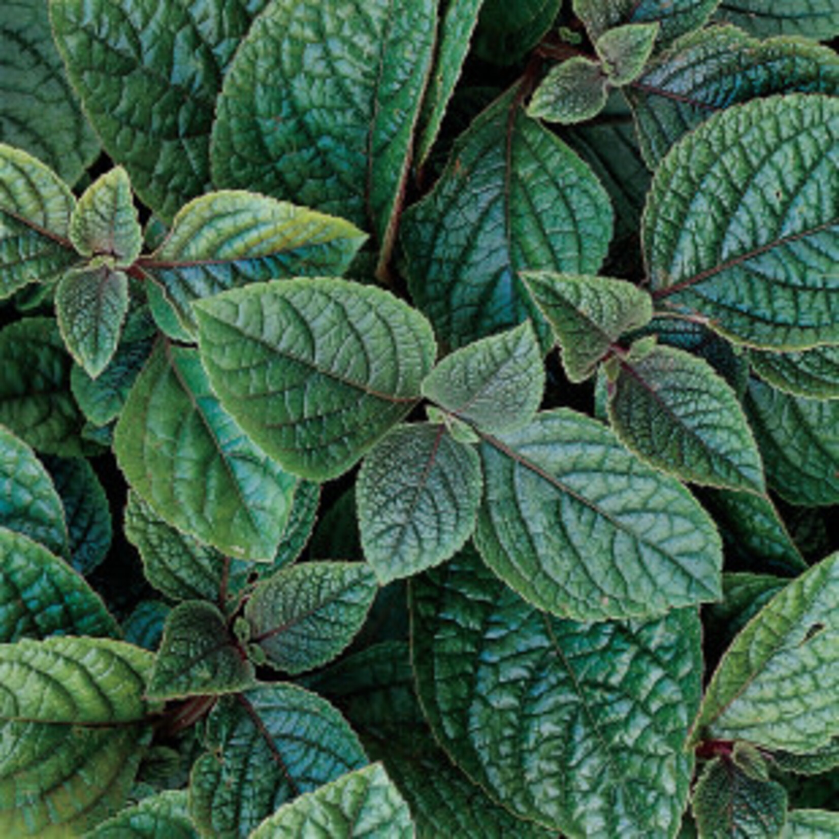 Plectranthus, Nico 4 in