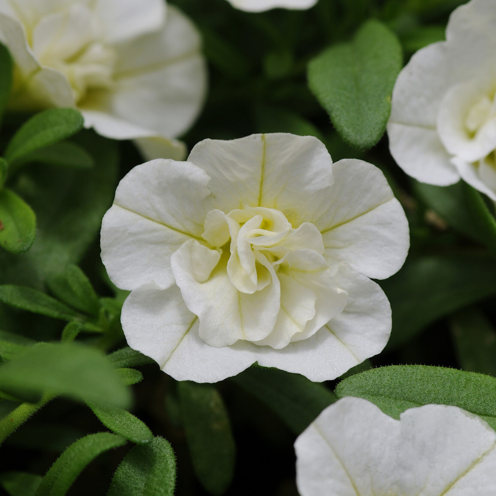 Calibrachoa, MiniFamous Uno White 4 in