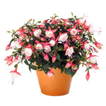 Fuschia, Topiary 9in