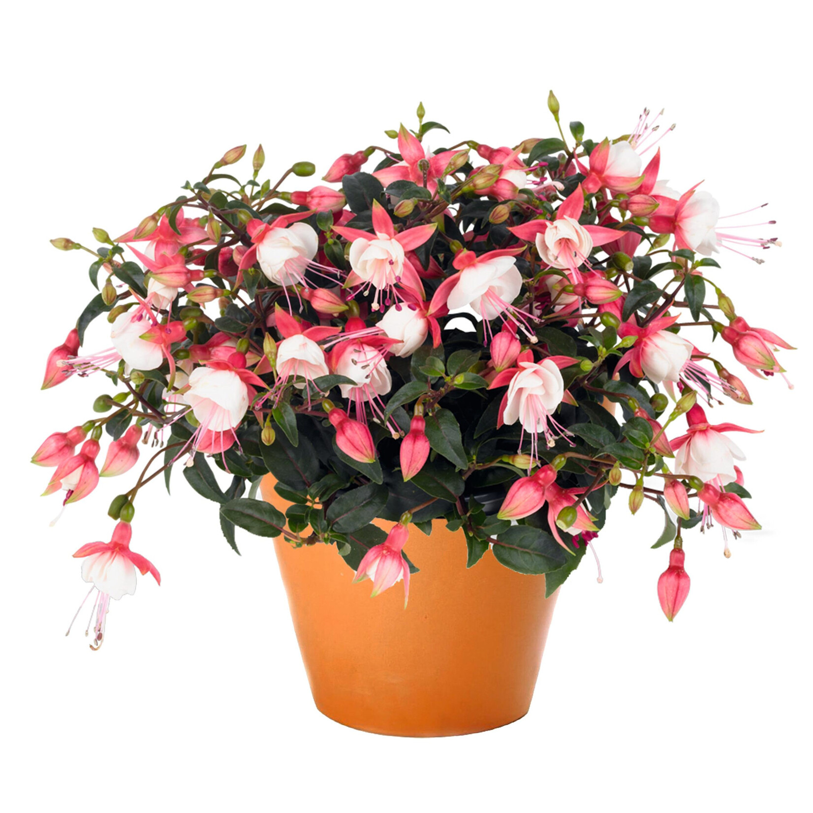 Fuschia, Topiary 9in