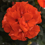 Geranium, Orange Zonal 5.5 in