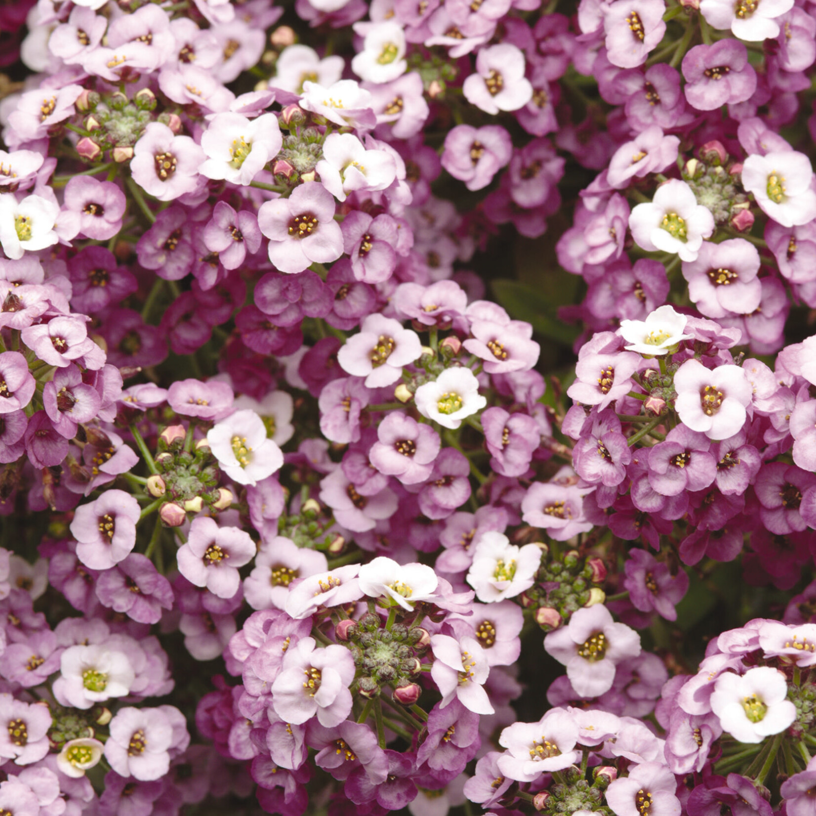 Alyssum, Clear Crystals Lavender Shades 6-pak