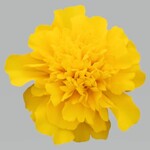 Marigold, French Super Hero Deep Yellow 6-Pak