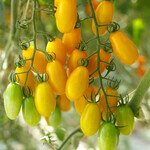 Tomato, Gold Spark 4 in