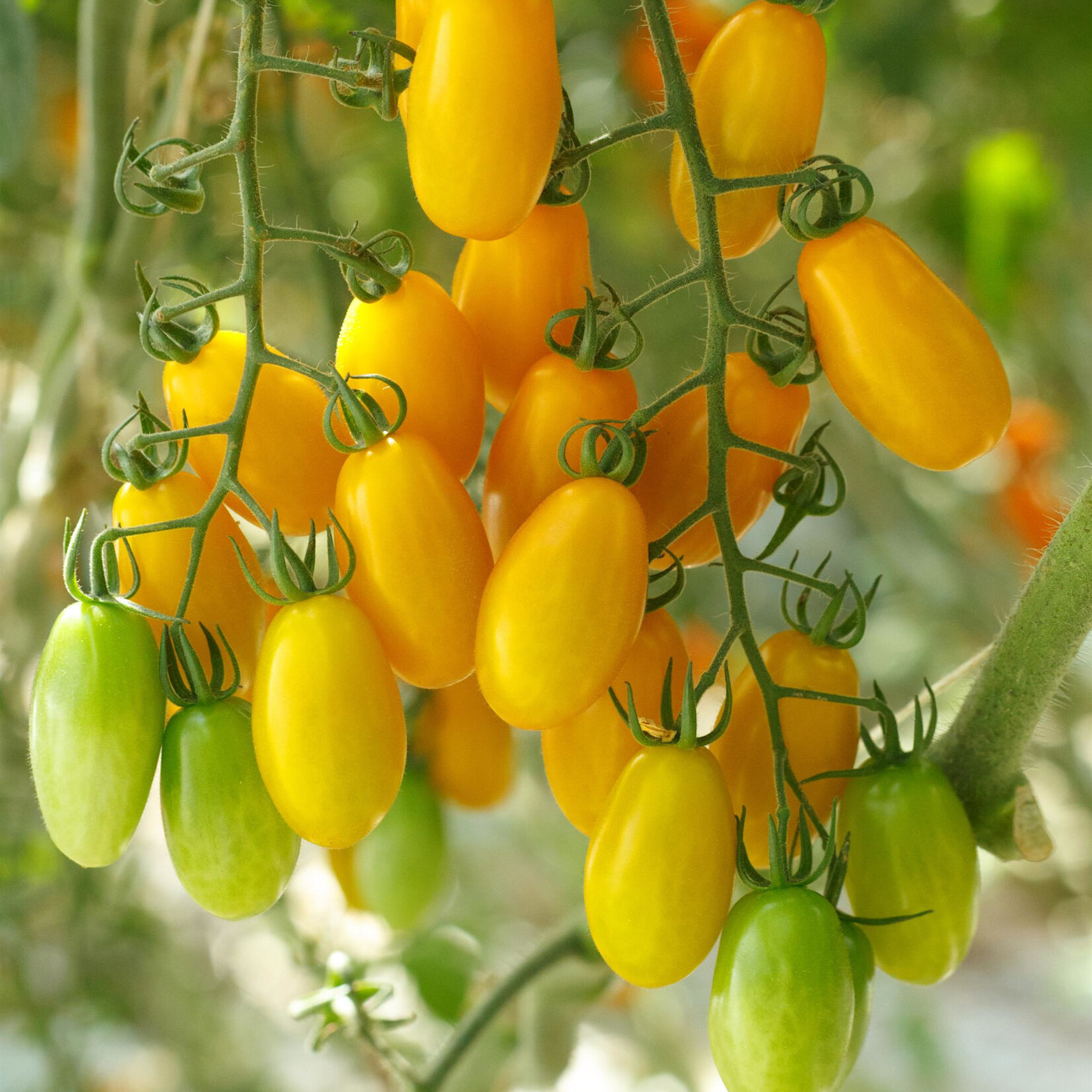 Tomato, Gold Spark 4 in