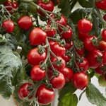 Tomato, Heartbreaker Dora 4 in