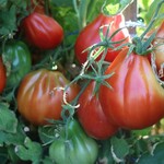 Tomato, Palpatation 1G
