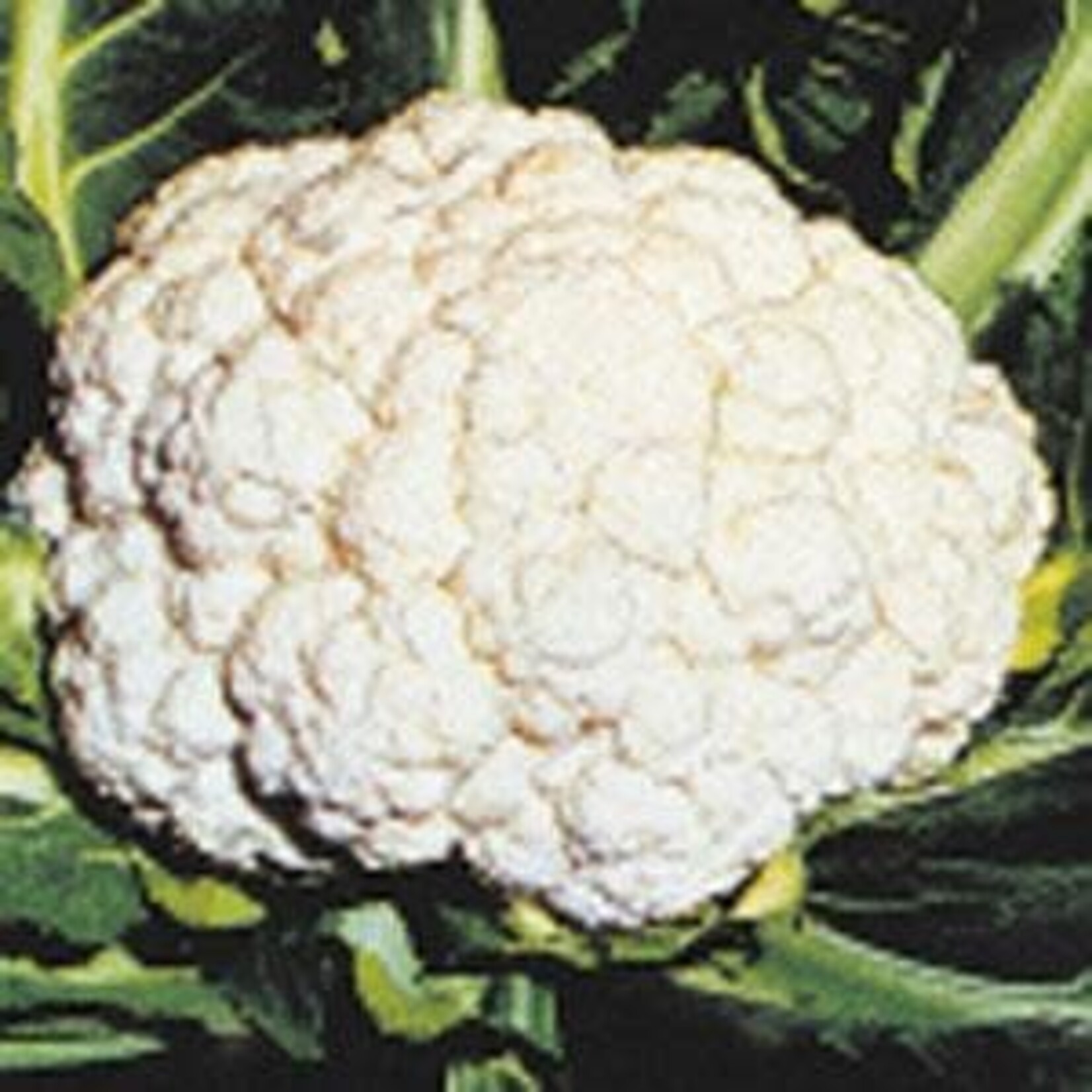 Cauliflower, Snow Crown 4 in