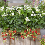Strawberry, Summer Breeze Snow 4 in