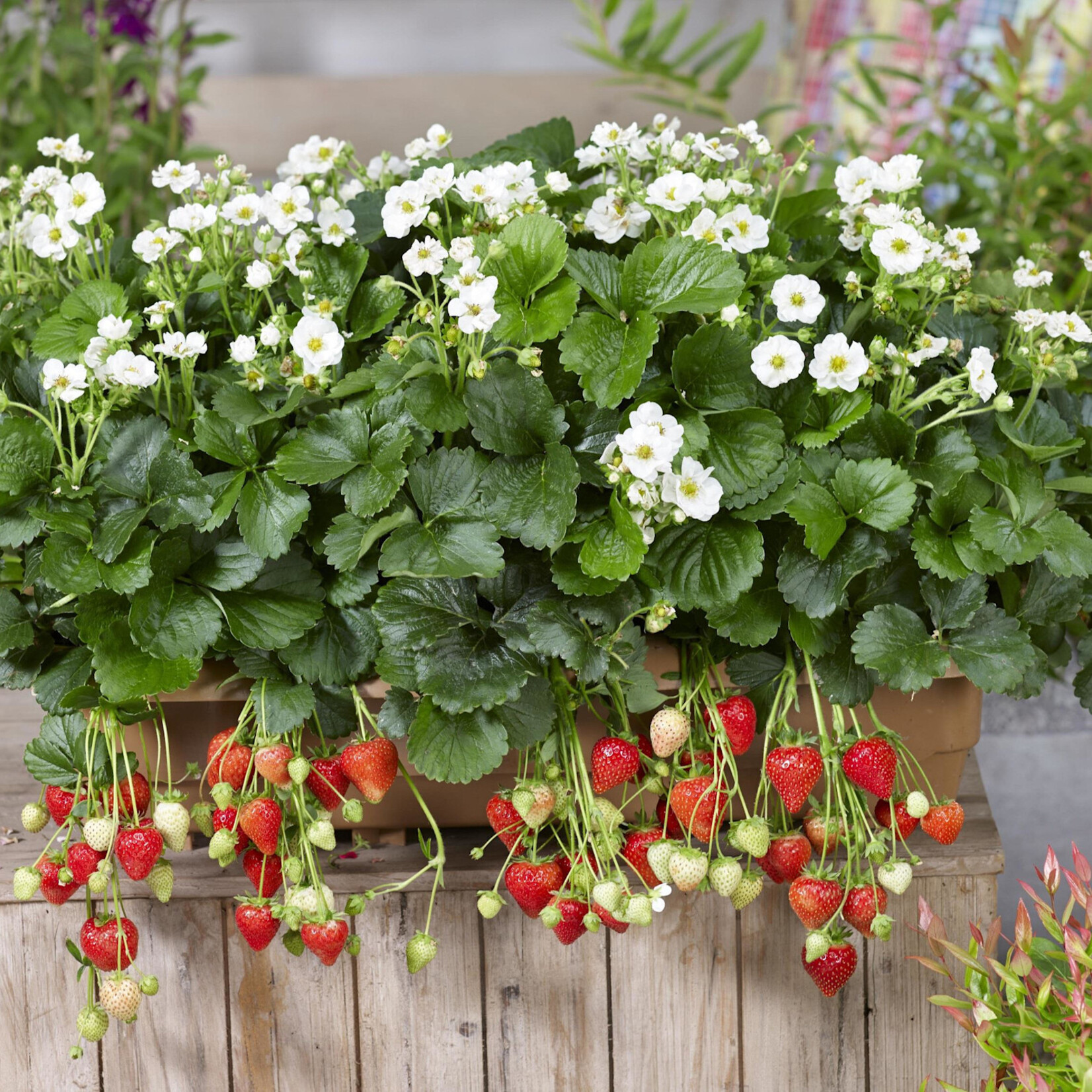 Strawberry, Summer Breeze Snow 4 in