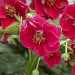 Strawberry, Summer Breeze Rose 4 in