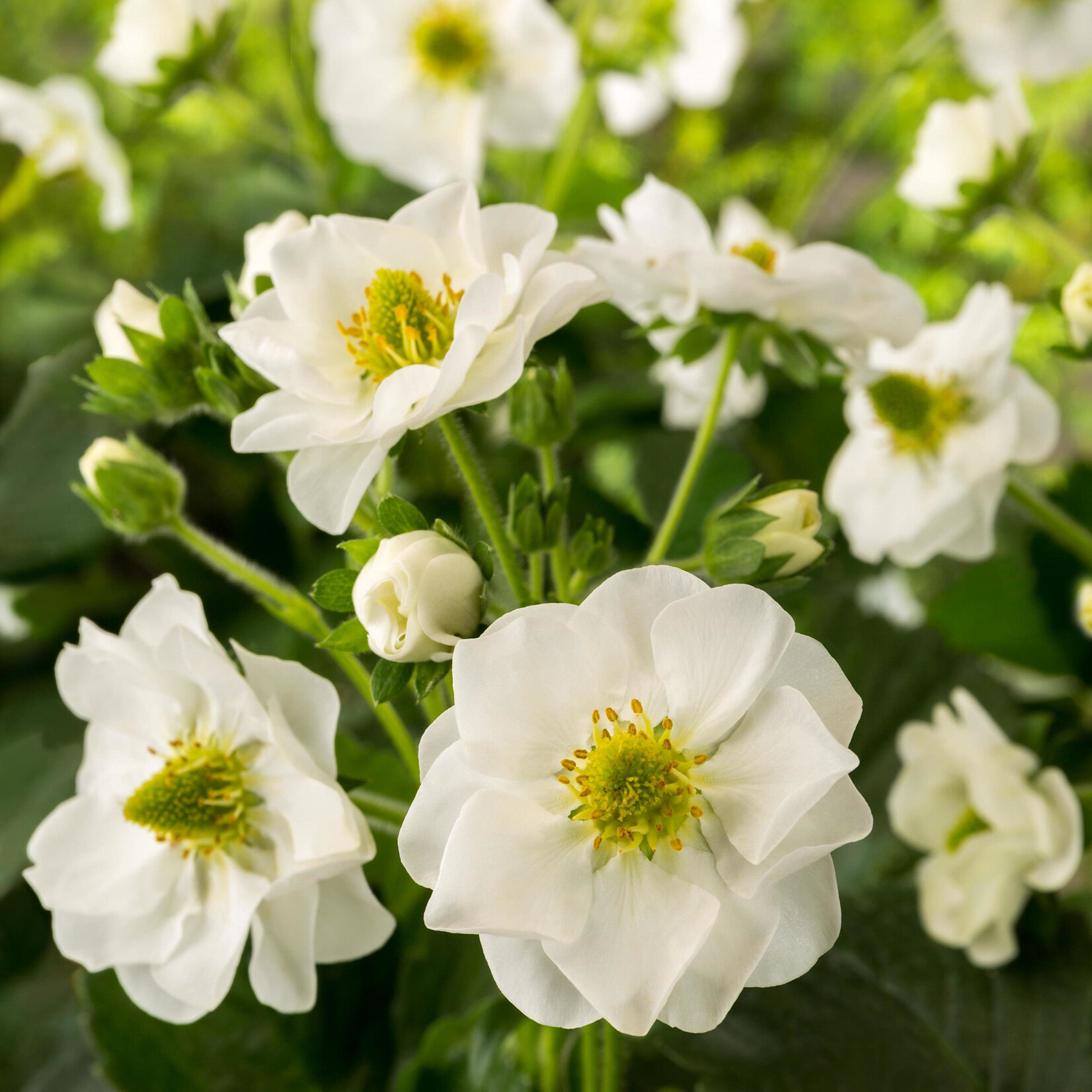 Strawberry, Summer Breeze Snow 4 in