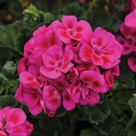 Geranium,  Purple and Violet  Zonal 5.5 in