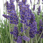 Lavender, Topiary 6 in