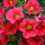 Calibrachoa, Bloomtastic Red 1G