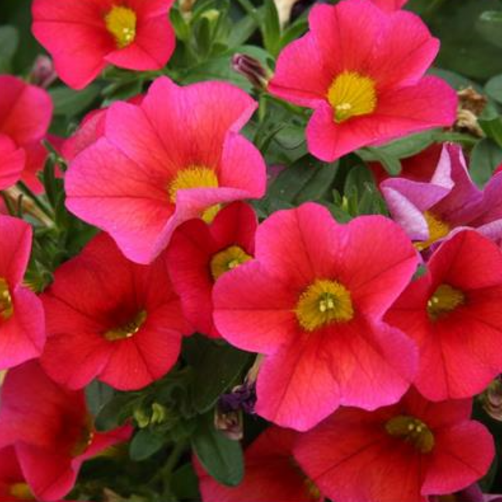 Calibrachoa, Bloomtastic Red 1G
