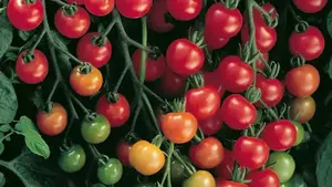 Growing Awesome Tomatoes