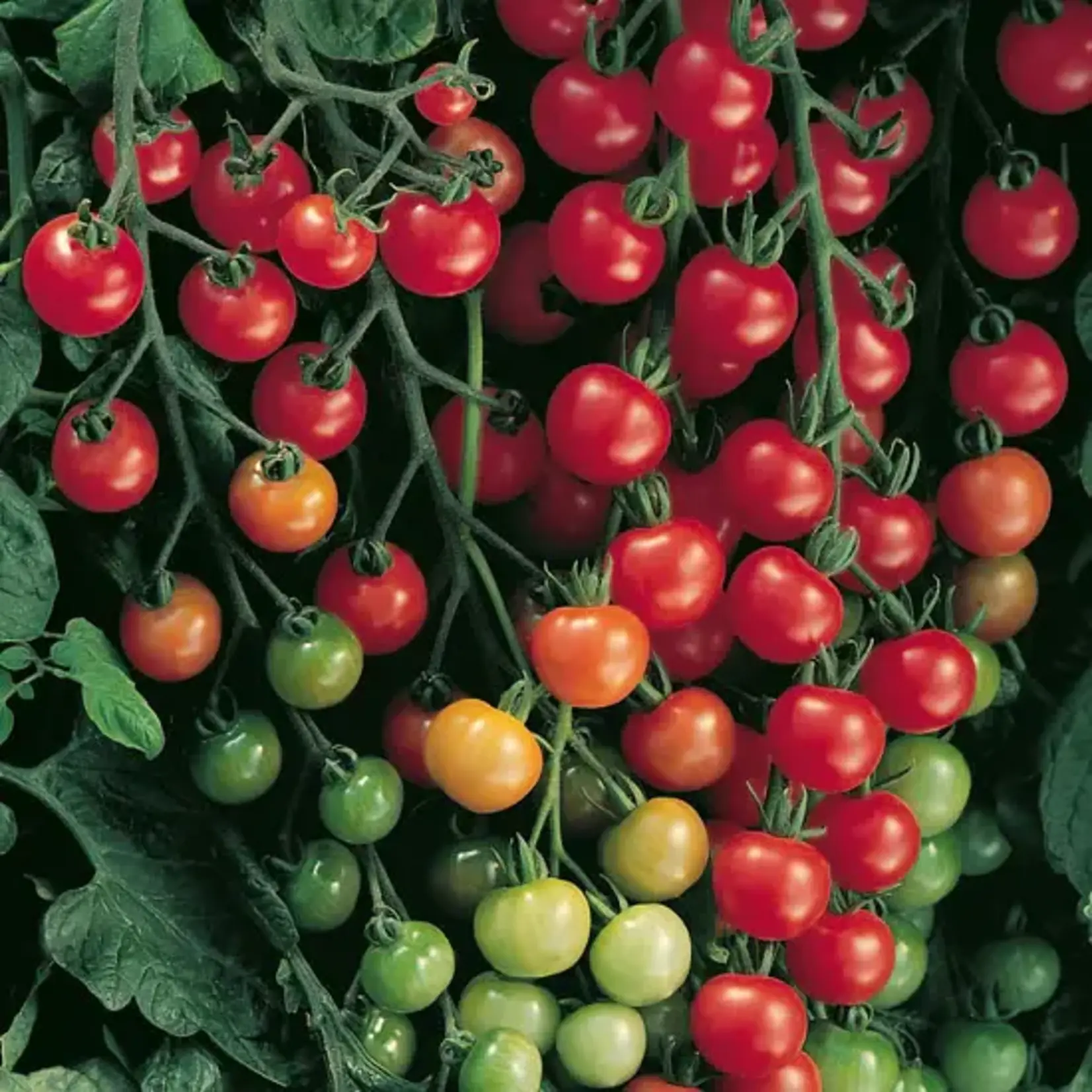 Growing Awesome Tomatoes