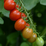 Tomato, Sugar Rush 4 in